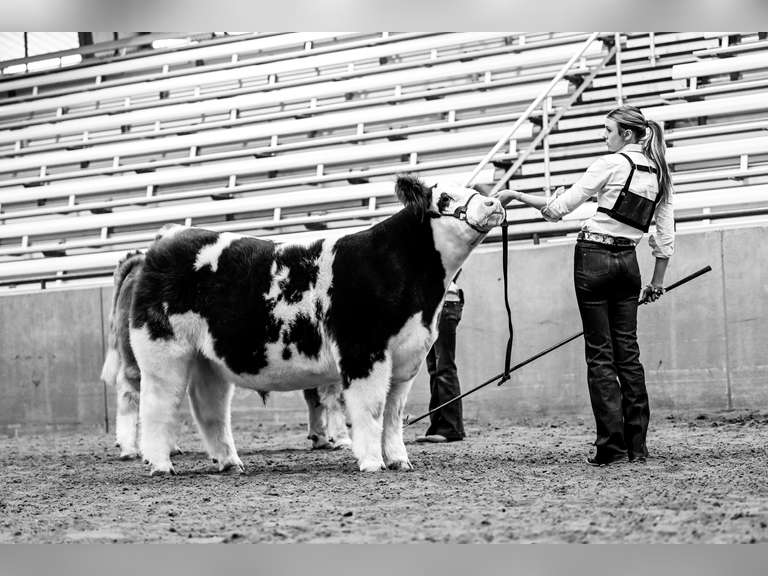 Brandelyn   Barrilleaux  Midland County 4H