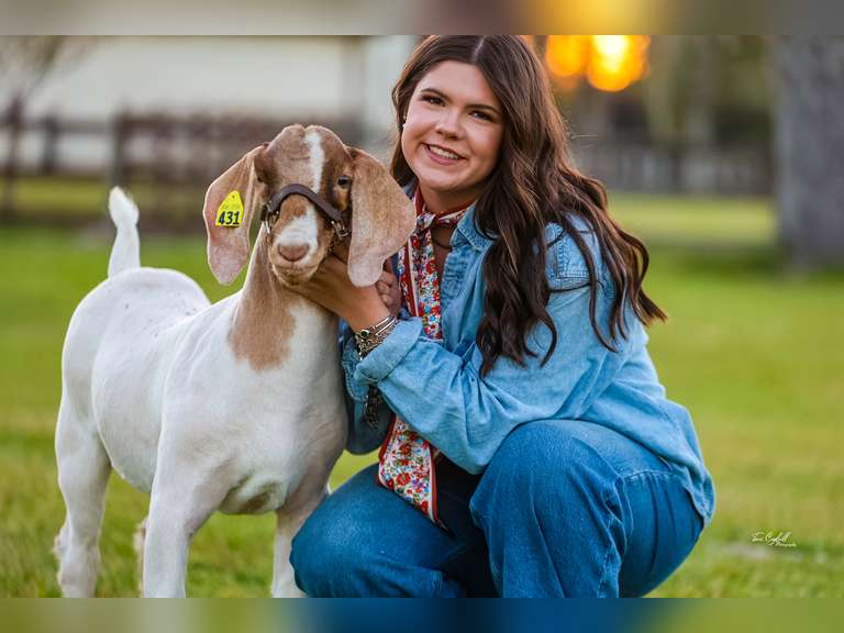 Parker Donnaud Orange County 4-h