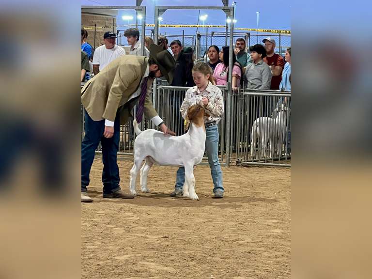 Bowyn Yawn Hamshire-Fannett FFA