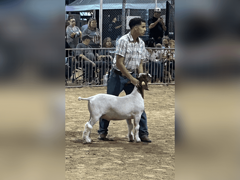 X'Zavion Hall North China 4H