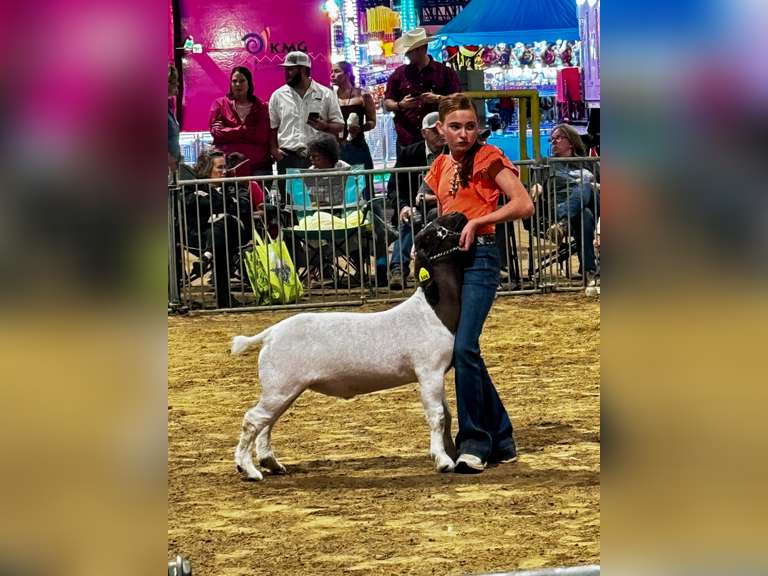 Paisley Gentile East Chambers Jr FFA