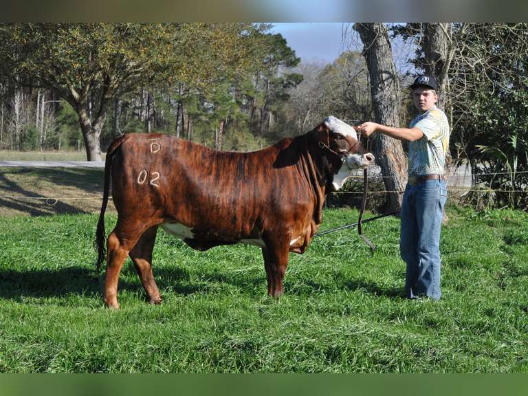 Kayden Odom Lucky Clover 4-H