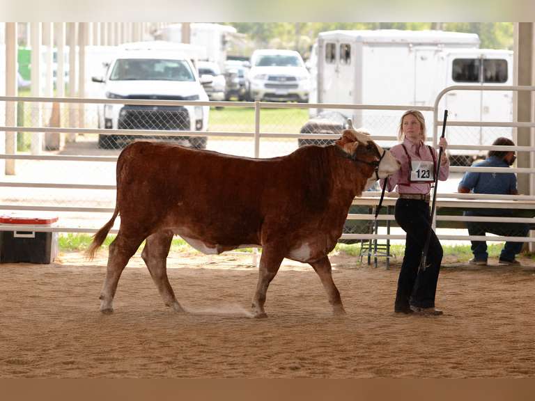 Payton Hoffpauir Chambers County 4H
