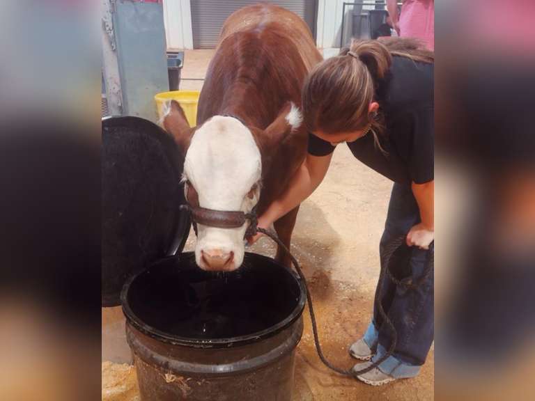 Lexie Ramirez Lucky Clover 4-H