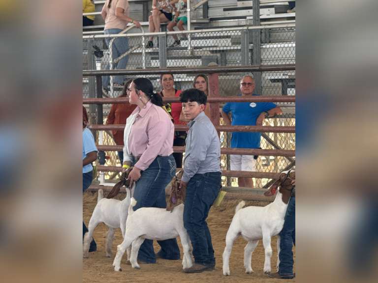 Alberto lara compean Beaumont FFA