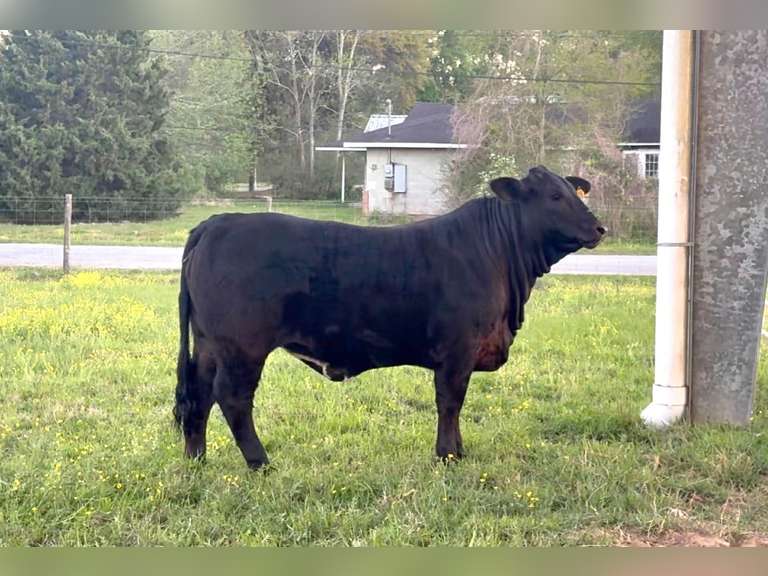 Claudia Swain Vidor FFA