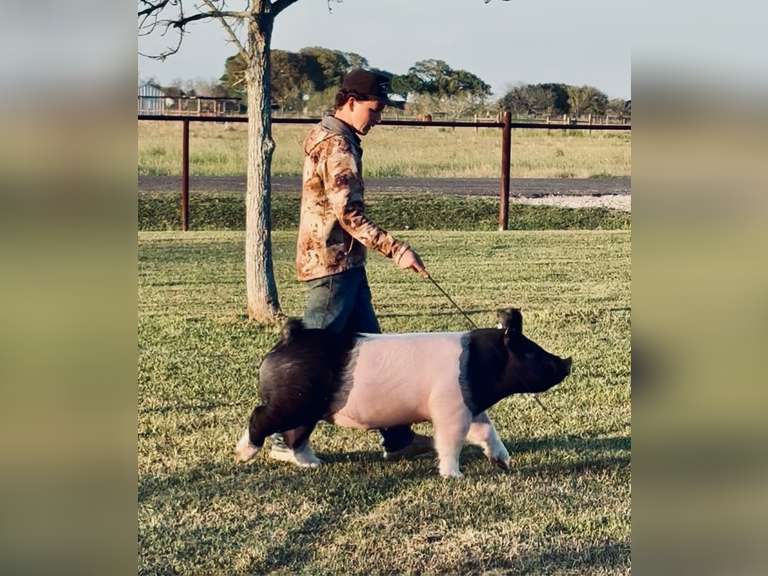 Kolt Kraehnke East Chambers FFA
