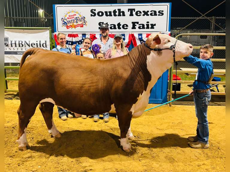 Hank Metteauer Hamshire-Fannett 4H