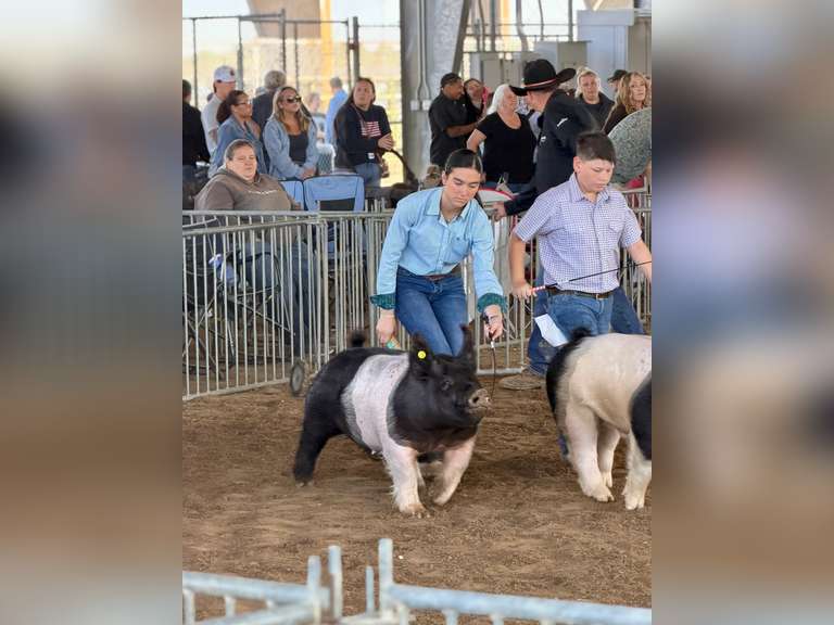 MAGGIE VELA Hamshire Fannett FFA