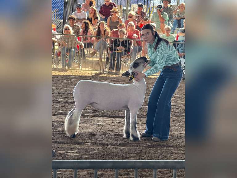 Kenedi Boutin Buna 4-h