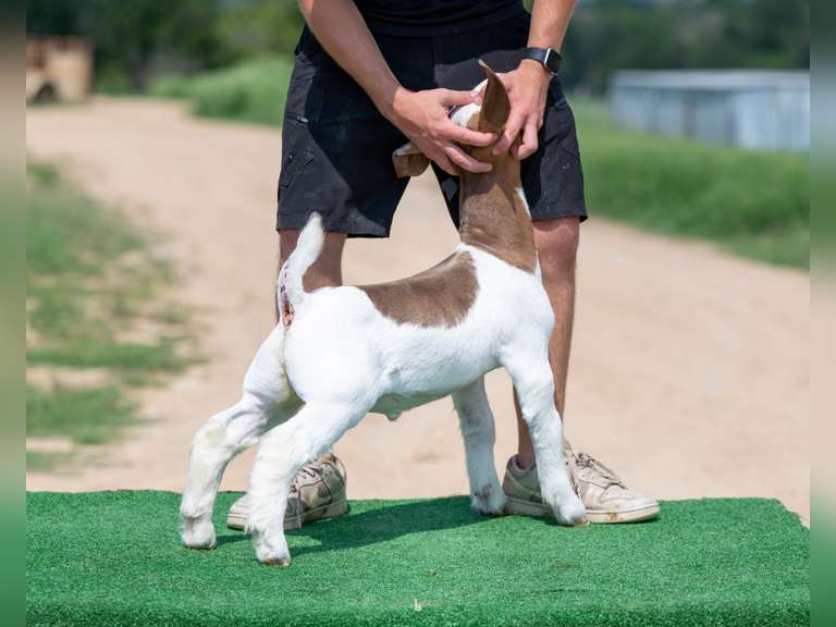 La Copa Show Goats  0037R66