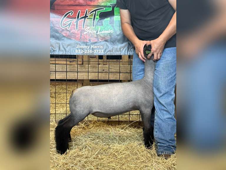GHT SHOW LAMBS  26069