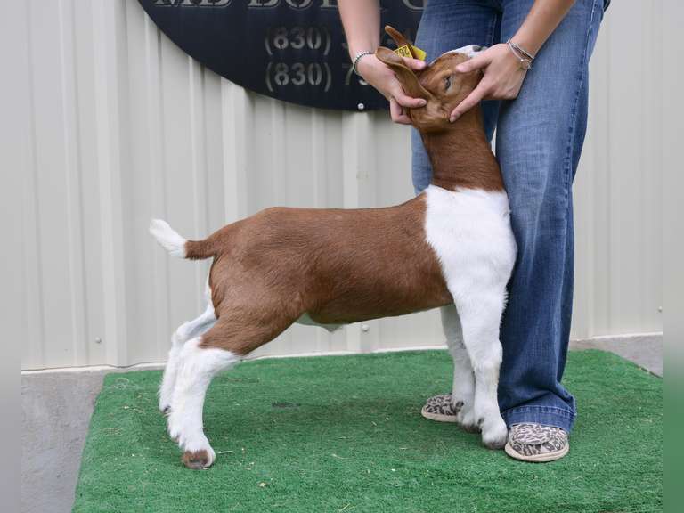 MB Show Goats - Gary Miears  2620