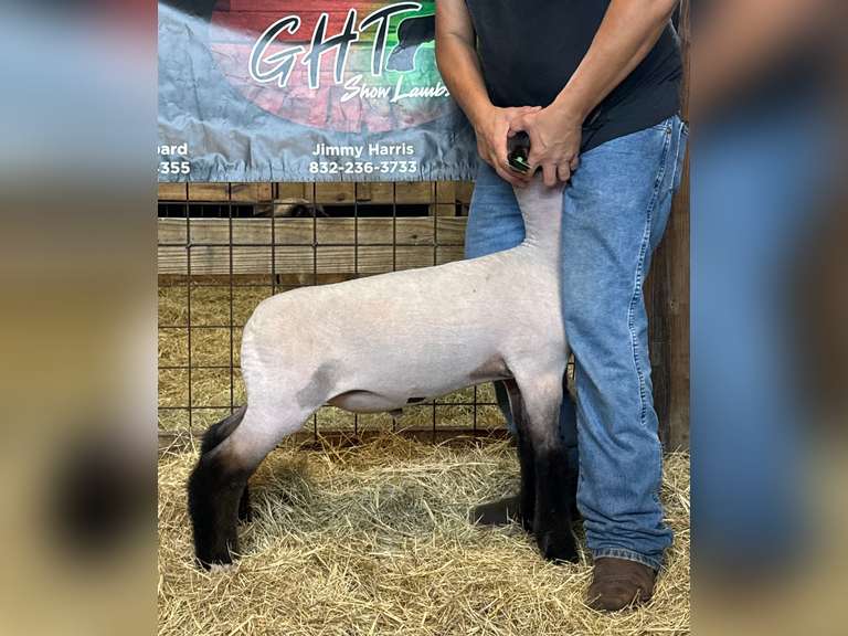 GHT SHOW LAMBS  26063