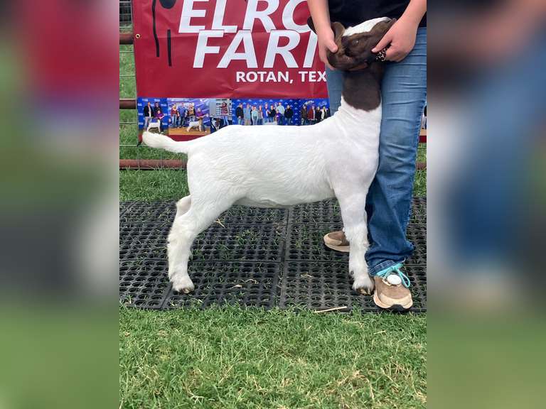 Elrod Farms  EF163