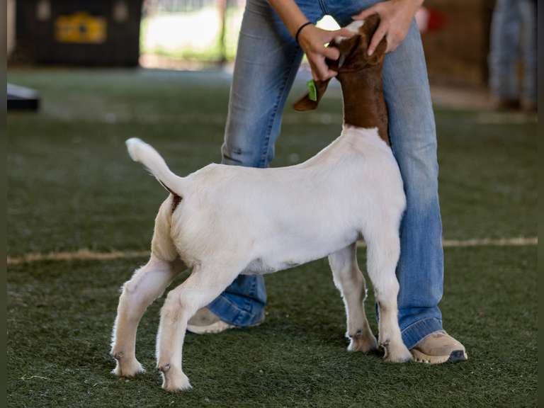 Grimes Show Goats  GSG134