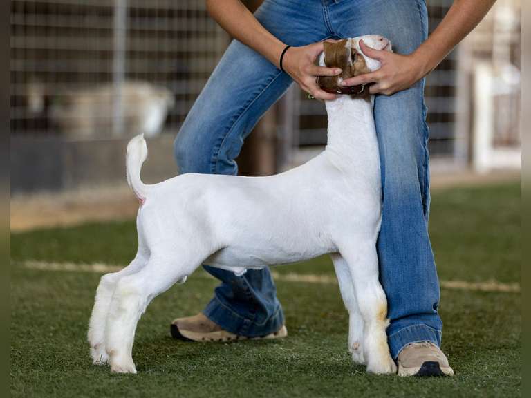 Grimes Show Goats  GSG137