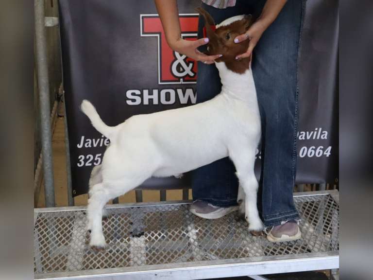 T&M show goats   2608