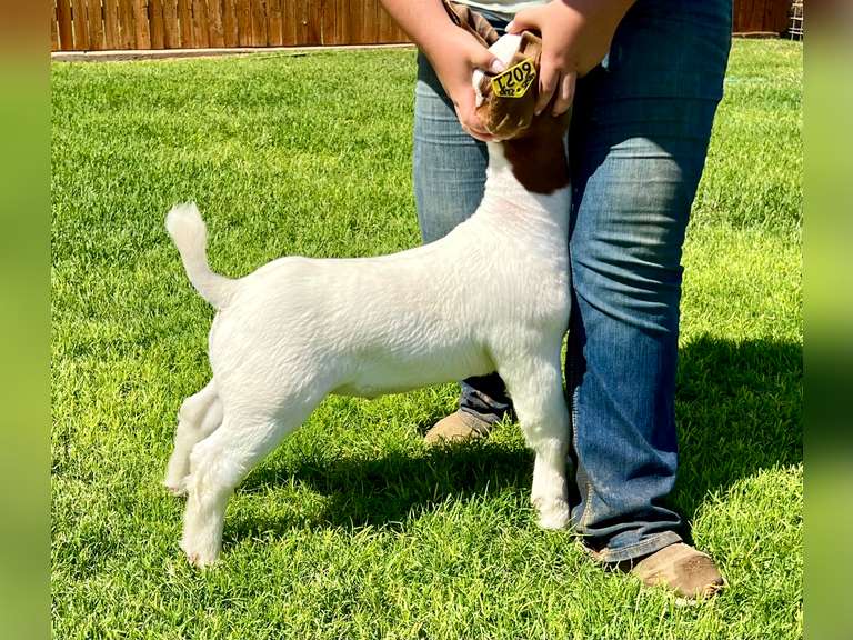 Epley Show Goats  6021