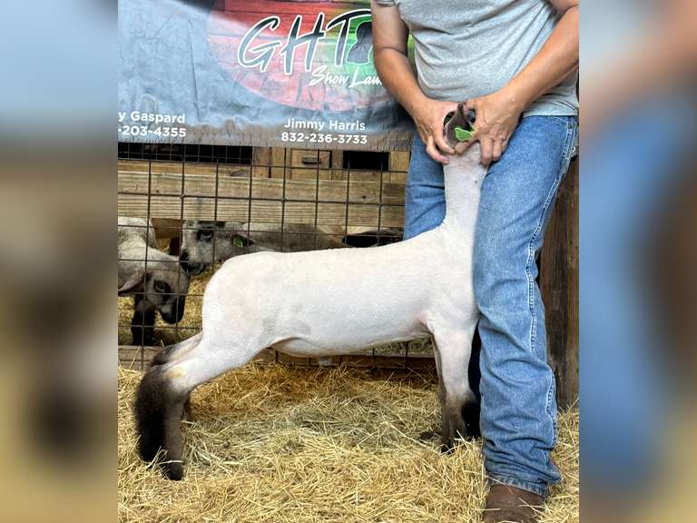 GHT SHOW LAMBS  26035