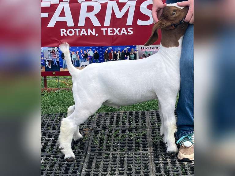 Elrod Farms  W136