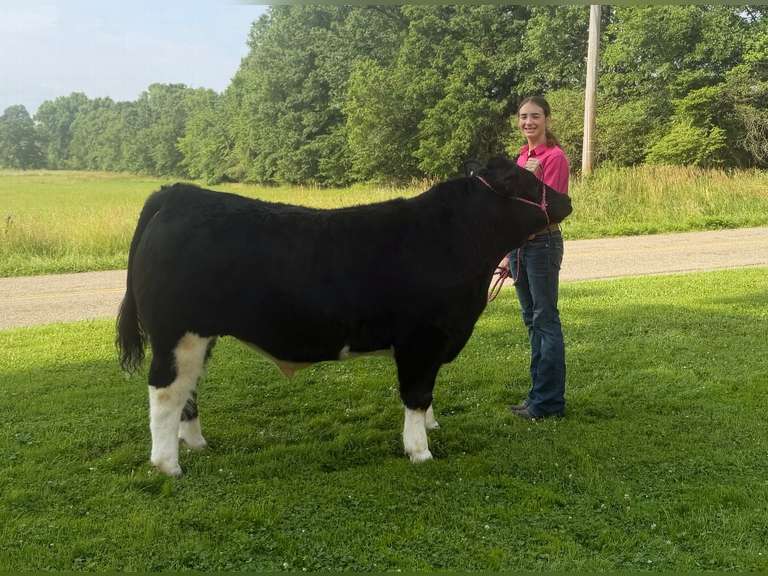Melah Essick Ribbon Chasers