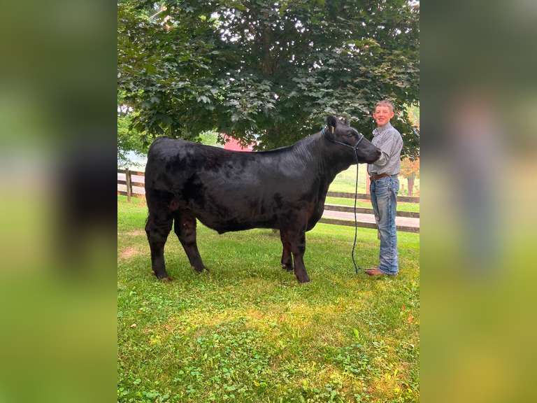 Henry Campbell The Beef Club