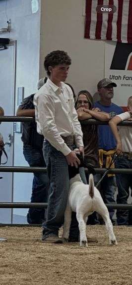 Hank  mcqueen  4-h
