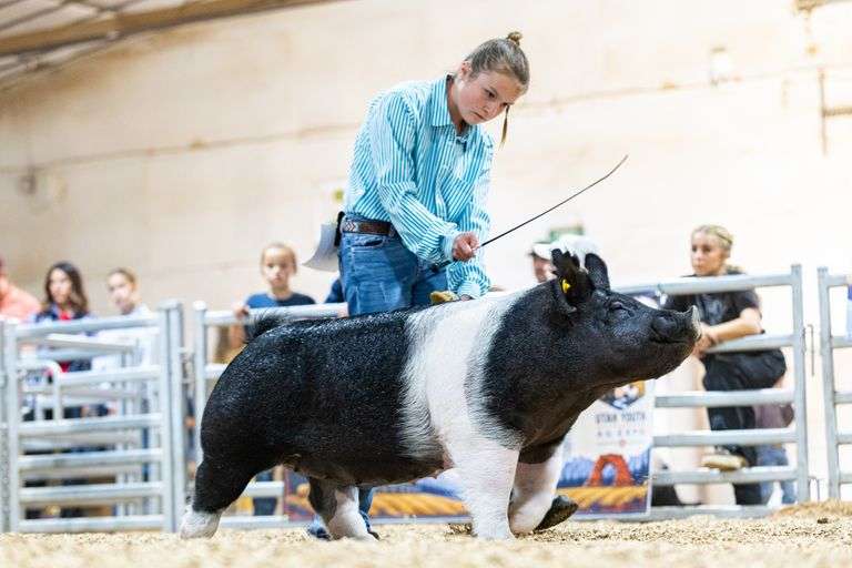 Adalie  Spencer  Timpanogos 4H