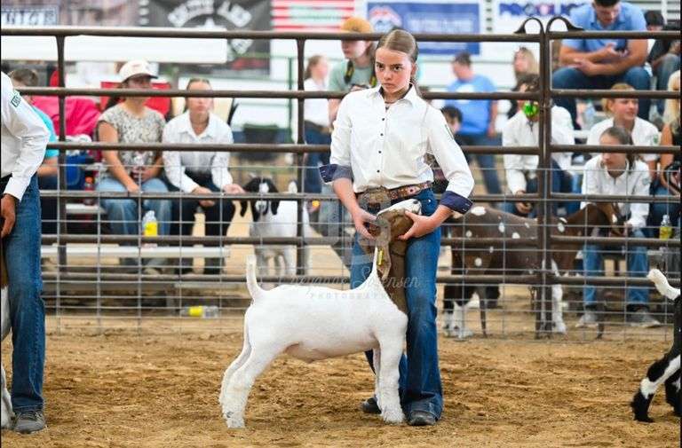 Stevie  mcqueen  4-h