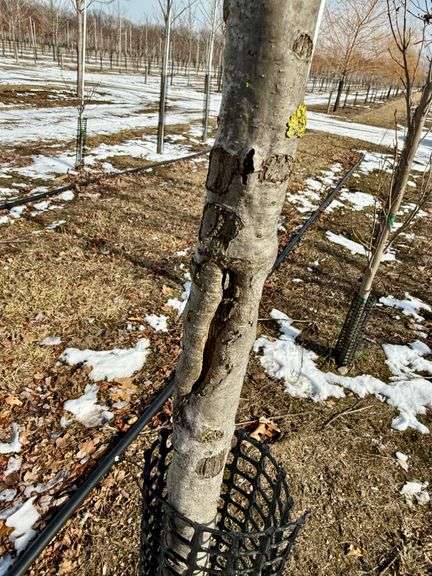 Red Oak