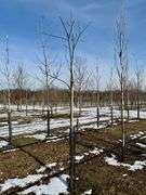 Red Oak