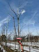 Red Oak