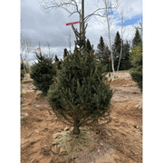 White Spruce