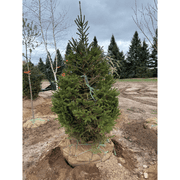 White Spruce