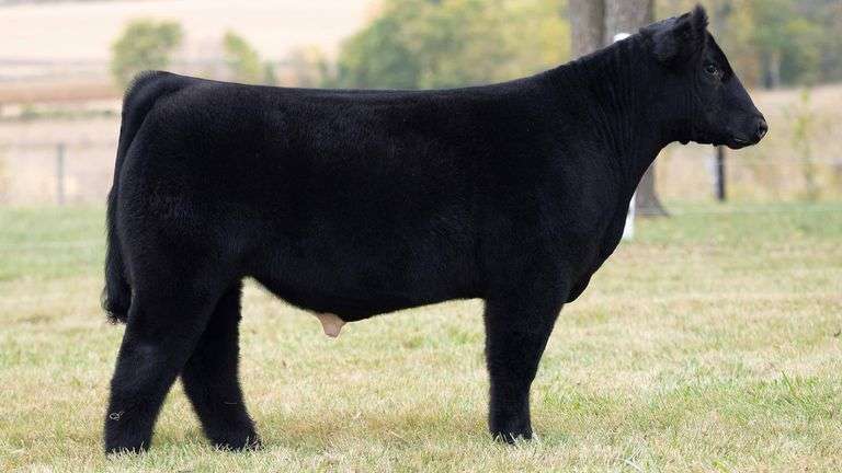 TAG 45 STEER