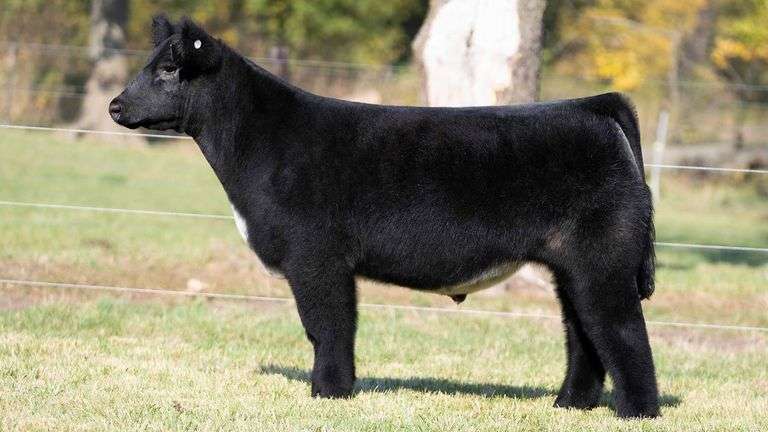 TAG 48 STEER