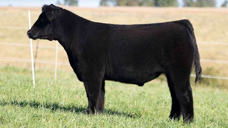 TAG 11 STEER