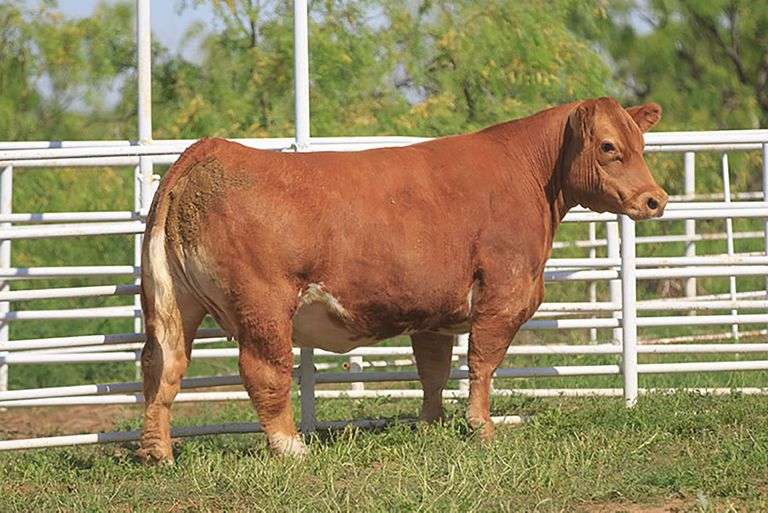 QUEEN X TONTO EMBRYOS