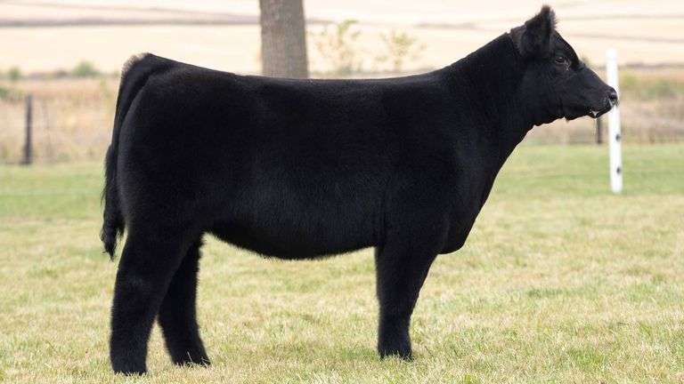 TAG 53 HEIFER