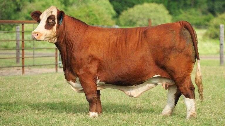 JB949 X MAN UP EMBRYOS