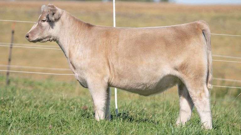 TAG 43 HEIFER