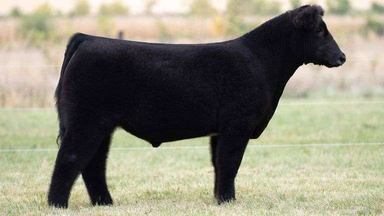 TAG 50 STEER