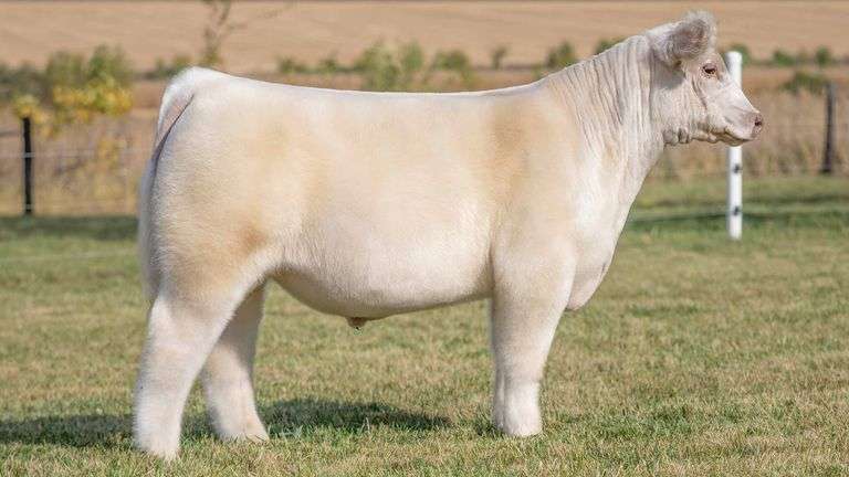 TAG 46 STEER