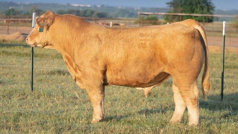 DONOR 7 X IN QUEEN WE TRUST EMBRYOS