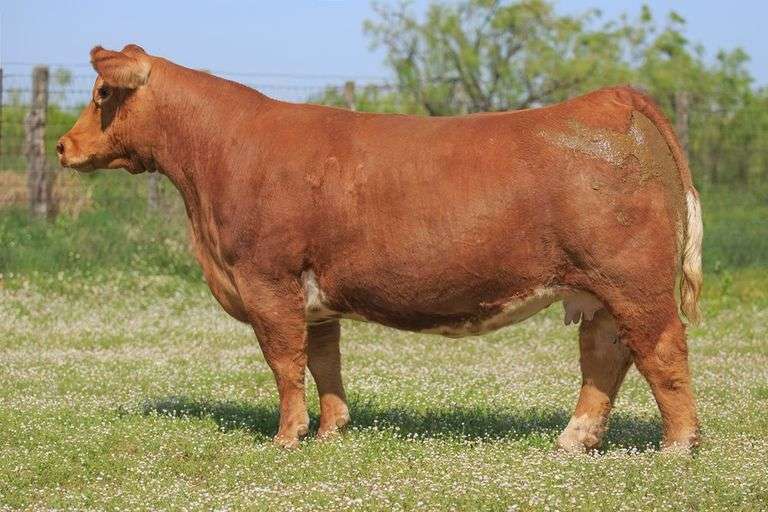 QUEEN X TONTO EMBRYOS