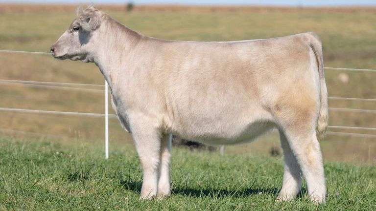 TAG 48 HEIFER