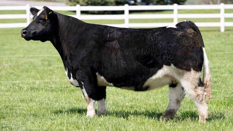 DONOR 7 X HERE I AM EMBRYOS