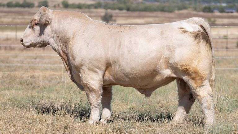 TAG 5 BULL