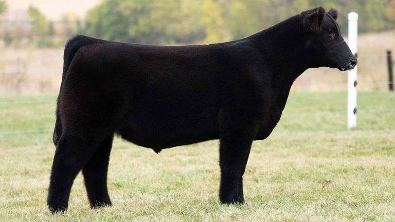 TAG 55 STEER